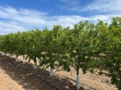 ASAJA Albacete denuncia robos de almendras en el inicio de la campaña de recolección