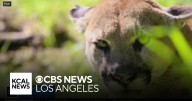11-year-old girl bitten by mountain lion in Malibu