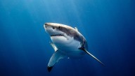 Why Do Great White Sharks Have Great White Bellies?