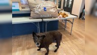Shock As Rescuers Find Senior Dog Left In Louisiana Park Restroom With Devastating Note From Owner