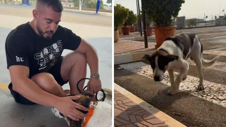 Un influencer encuentra un perro abandonado en una gasolinera de Murcia y echa la bronca a todos los que lo vieron: "Dice mucho de cómo somos"