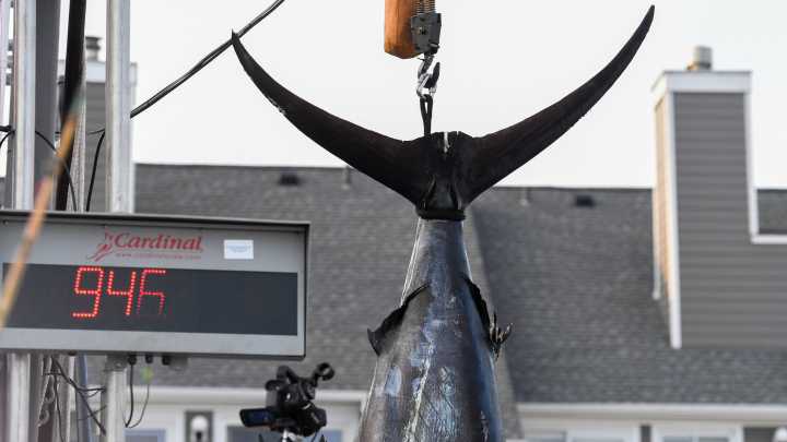 White Marlin Open: Live updates from Day 3 of the tournament
