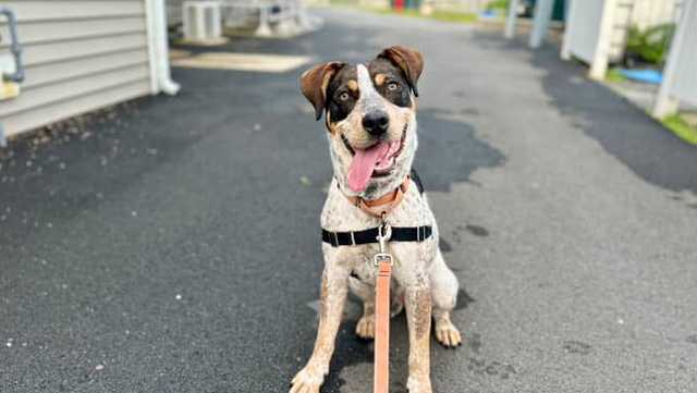 7 Mass. shelters waive adoption fees to rehome dogs amid surge