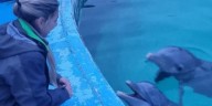 El caso del Aquarium de Mar del Plata: qué dice la denuncia que presentó Guillermo Montengro