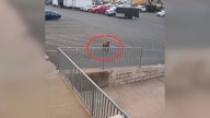 Virginia Doggy Daycare Staff Was Alarmed When A Pup Appeared On Their Doorstep Only To Realize Who It Is