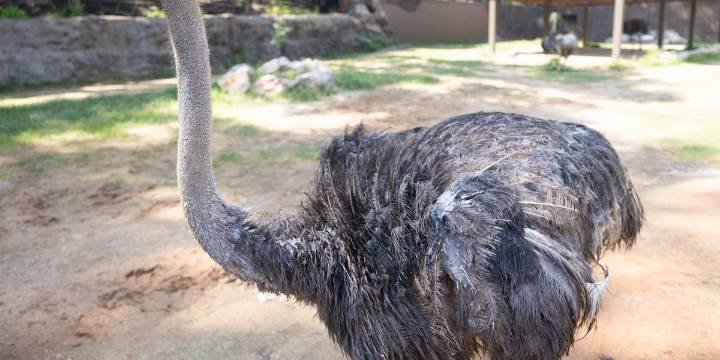 Hands-on ostrich feeding coming to Zoo Knoxville