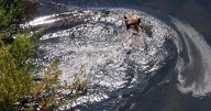 Grizzlies gather in Choteau and Montana's governor takes to the air to get a peek