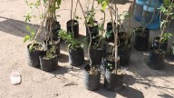 Más de 5 mil árboles han sido plantados en el parque de Morales: Galindo
