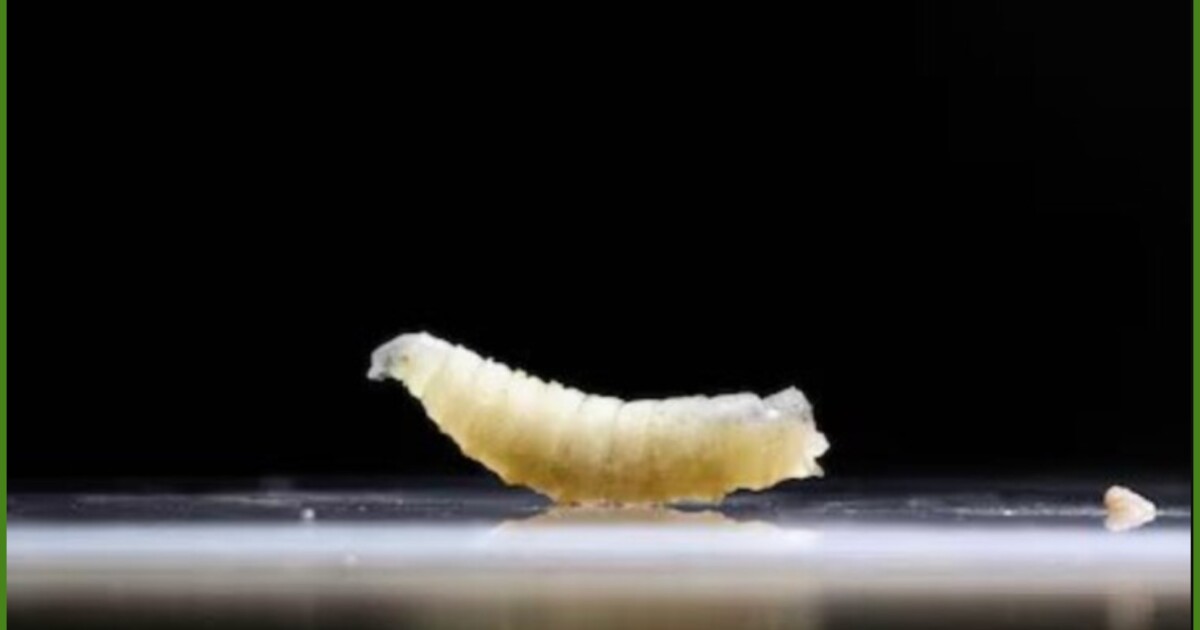 Dos estados más confirman contagios de gusano barrenador en humanos; ¿cuáles son?