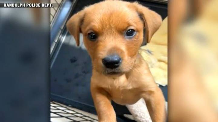 1 of 2 puppies found abandoned in Randolph has died, police say