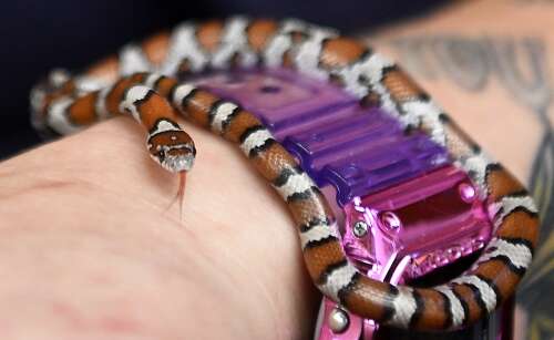 ‘They get such a bad rap’: Meet Lottie, Anderson Humane Wildlife’s ambassador snake