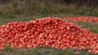 Estalló la crisis del tomate: productores prefieren tirar la cosecha