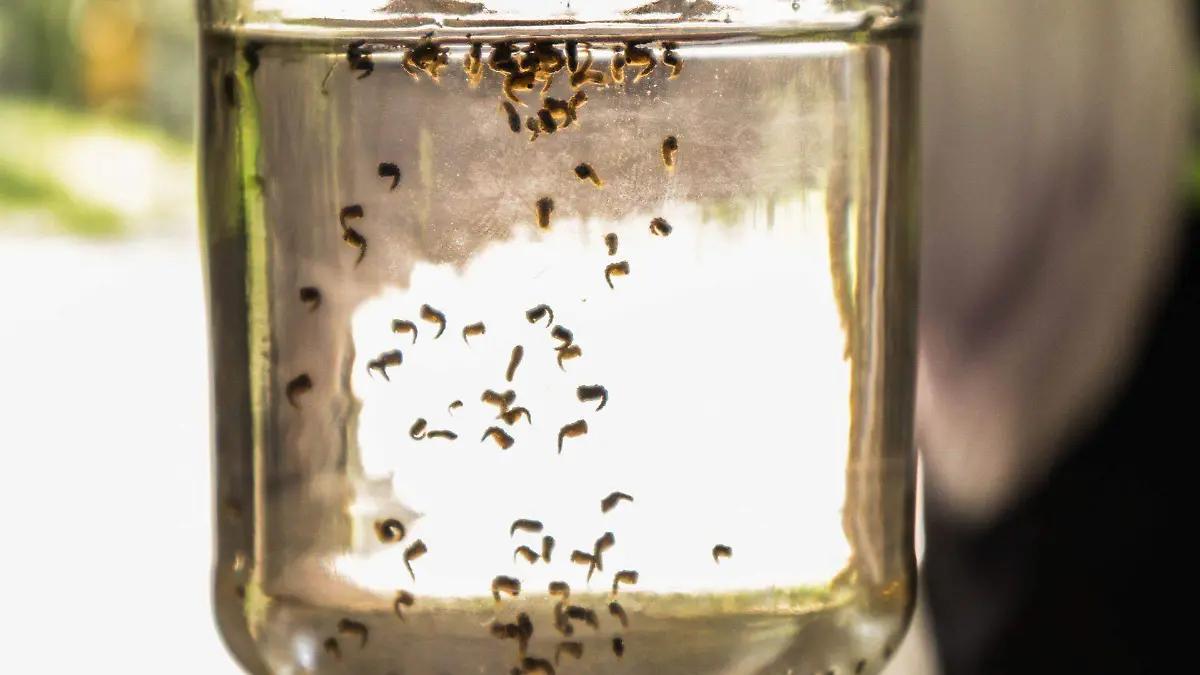 Veracruz supera los mil casos de dengue: Secretaría de salud