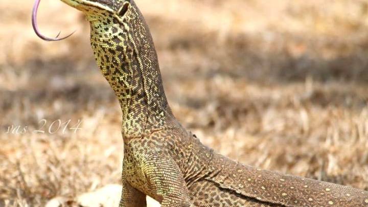Lizards' corkscrew burrows show impressive engineering skills