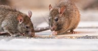 Boston hopes to curb rat problem with new technology. Here's what's part of the plan