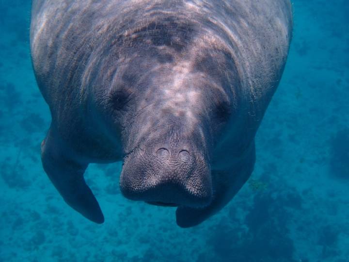 Take a selfie with Florida's endangered species at Manatee Lagoon