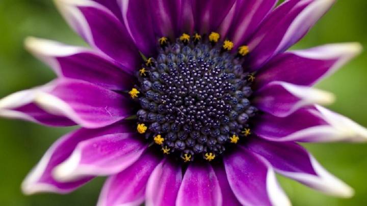 4 plantas de sombra que explotan de flores durante la primavera