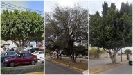 Los 100 árboles notables e históricos de San Luis Potosí: ¿dónde están y qué los hace únicos?