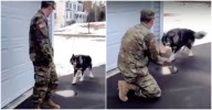 'Wolf-Dog' Barks At Stranger And Didn’t Recognize His Military Dad He’s Been Missing