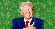 Trump Considers Giving Big Gift to Marijuana Enthusiasts