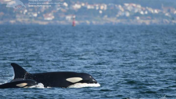 Las orcas entran en las rías para comer pulpo gallego