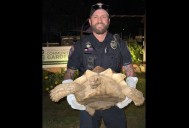 Loose tortoise wrangled by North Canton police, returned to owner