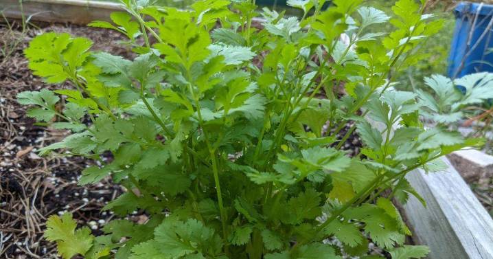 GARDENING WITH THE MASTERS: Cilantro – the Problem Child of Herbs