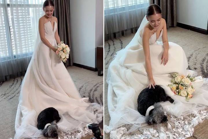 Senior Pet Dog Curls Up and Falls Asleep on Bride's Wedding Dress as ‘Goodbye’