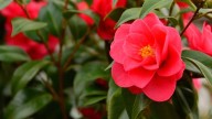 Cuáles son las plantas acidófilas y por qué son las favoritas de los amantes de la decoración