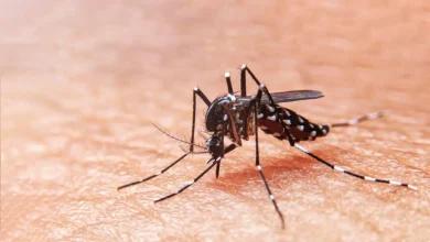 Aumentan muertes por dengue en Córdoba: van 4 casos confirmados