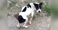 Dog found starved, abandoned and shot twice in Armstrong County