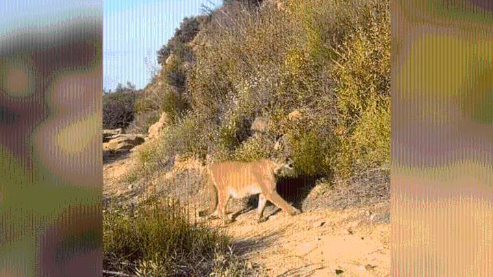 Child reportedly bitten by mountain lion outside Malibu home
