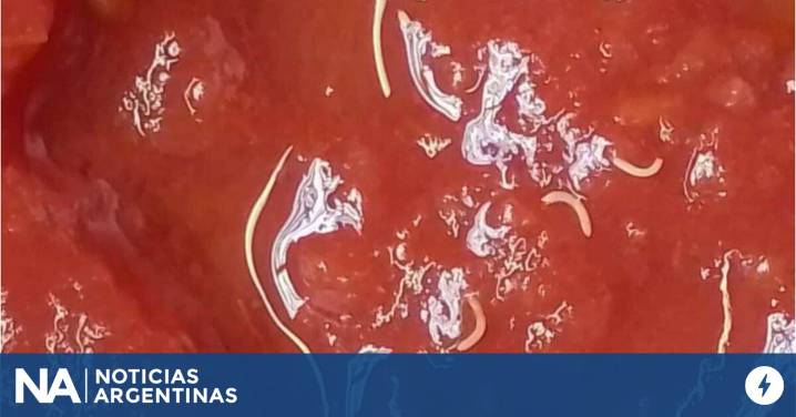 Alerta de ANMAT: piden no consumir un lote de tomate triturado Marolio por la presencia de "gusanos"