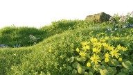 The Long-Term Solution For Improving Heavy Clay Soil In Sloped Gardens