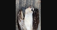 Human to blame for osprey's grisly death at Colorado state park