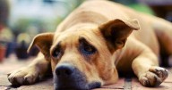 Vital 'five-second rule' every dog owner needs to know in a heatwave