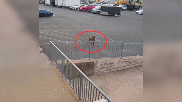 Virginia Doggy Daycare Staff Was Alarmed When A Pup Appeared On Their Doorstep Only To Realize Who It Is