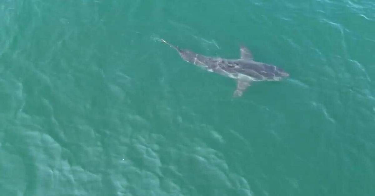 Climate change and prey could be driving great white sharks north