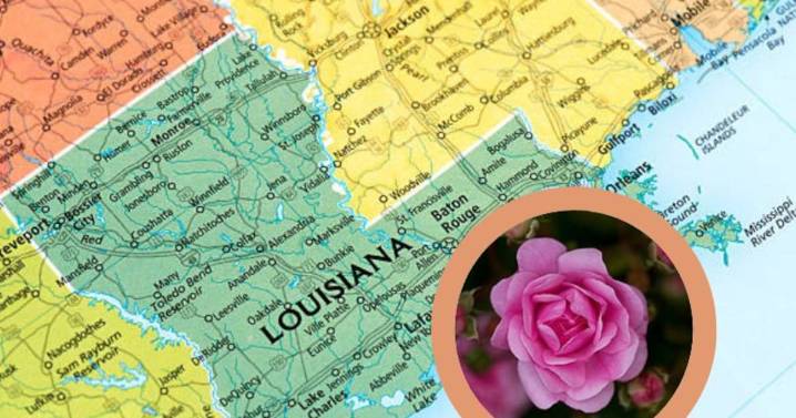 La rosa que sobrevivió al huracán Katrina y se convirtió en símbolo de esperanza