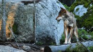 La historia de Marcos, el español que fue abandonado por su familia y criado por lobos en Sierra Morena