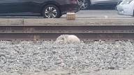 Broken-Hearted Dog Found Sleeping On Dangerous California Railway Tracks, Hoping For A Chance