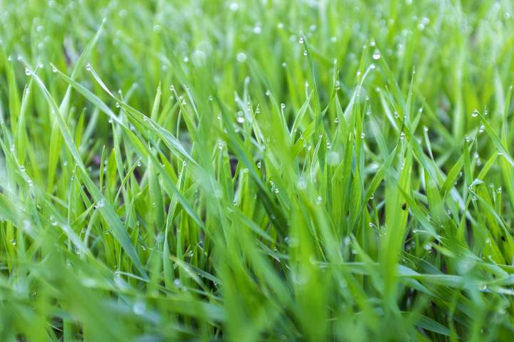 7 Reasons You Should Never Mow Wet Grass