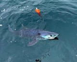 Upstate angler tackles apex predators with fly fishing gear