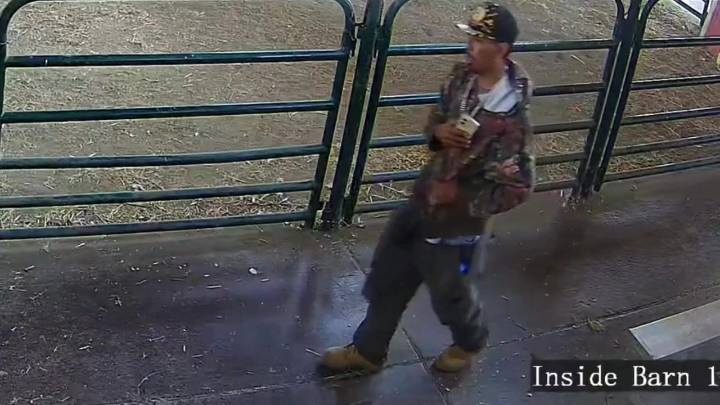 Baby turkey theft from San Jose farm caught on camera
