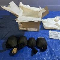 Chinese man pleads guilty in US to smuggling protected turtles