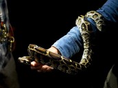 Record number of snakes removed in 2025 Python Challenge
