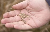 Free online program teaches native plant seed sowing