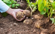 Producción de hortalizas en Venezuela aumenta un 30%