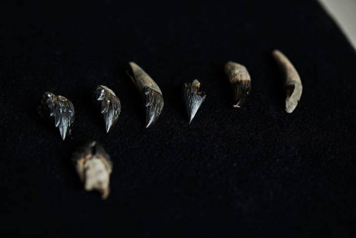 Descubren una ballena extinta con dientes afilados y ojos del tamaño de pelotas de tenis