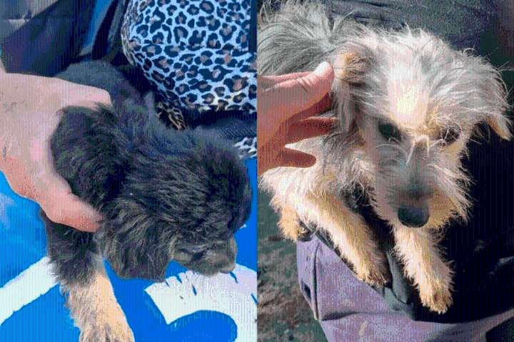 Recuperaron 17 perros tras una denuncia por maltrato animal en Concordia